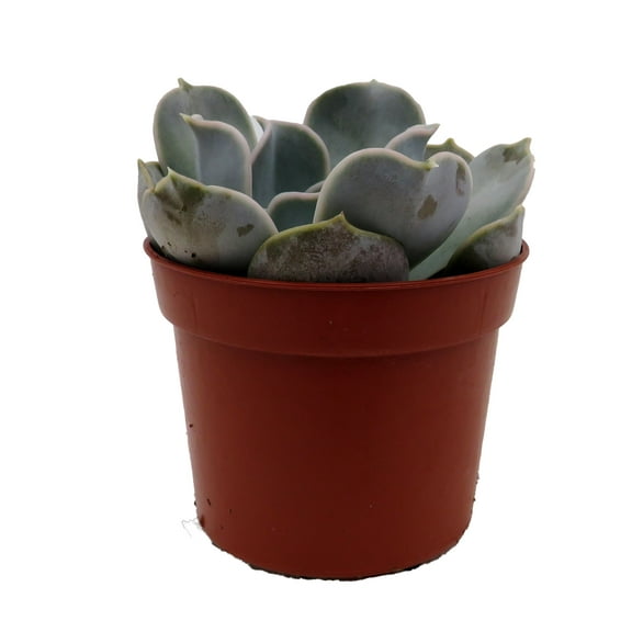 White Ghost Desert Rose Succulent - Lilacina Echeveria- 2.5" Pot