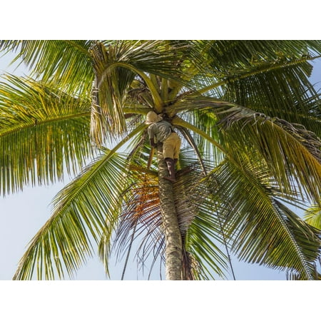 Asian Thatch (Man cutting palm fronds for thatching in Bali, Indonesia, Southeast Asia, Asia Print Wall Art By Melissa)