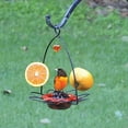 thumbnail image 4 of Birds Choice 3-oz. Oriole Flower Feeder, Orange, 4 of 5