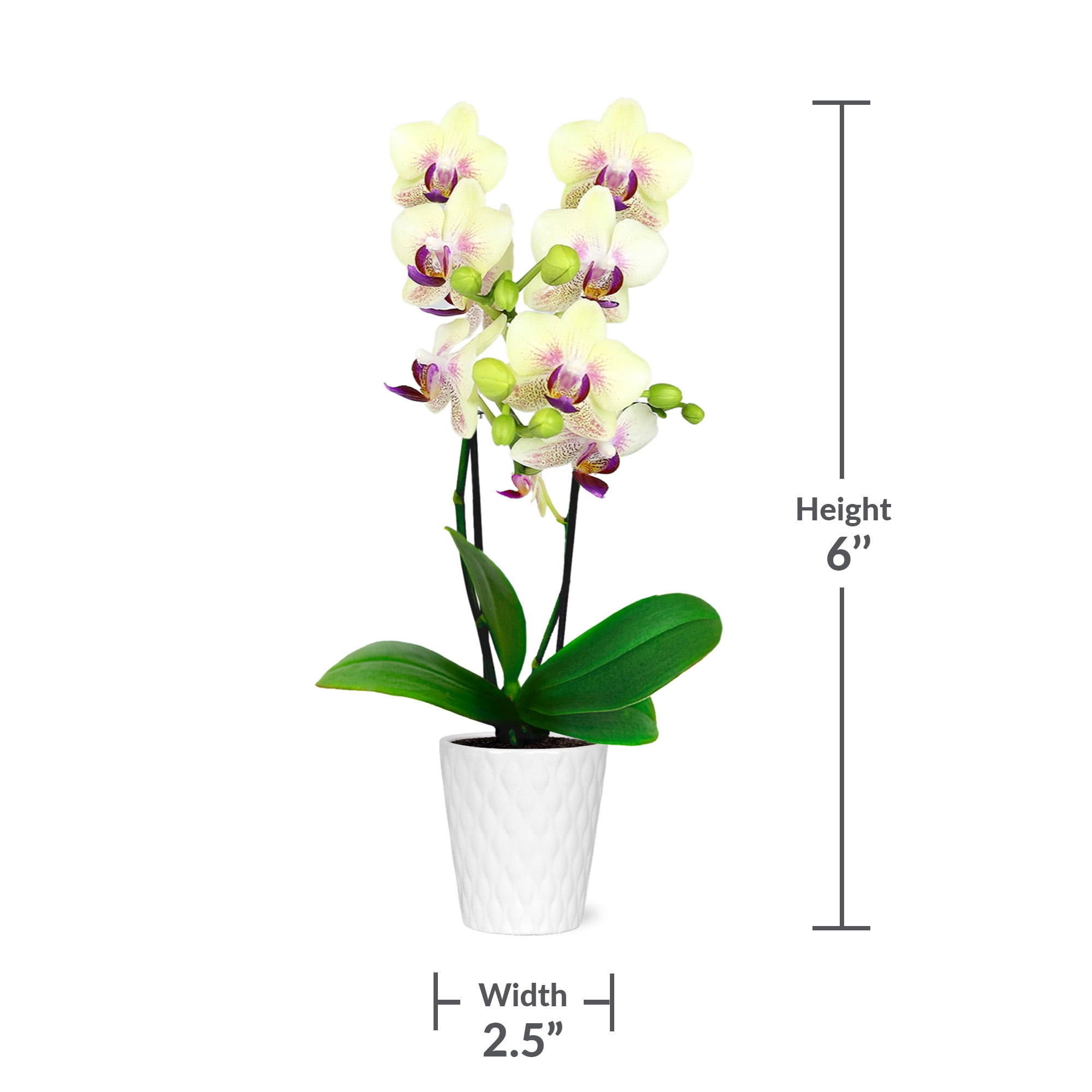 Just Add Ice 20-Pack Mini Assorted Yellow Orchids Live Plant Party Favors, 6-10" Height in 2.5" Diamter White Ceramic, House Plant