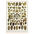 thumbnail image 1 of Bonnets, Muscreepers, Mud Snails, Red-Mouth Olives, Olive Shells, Cones-Fine Art Canvas Print (20" x 30"), 1 of 1