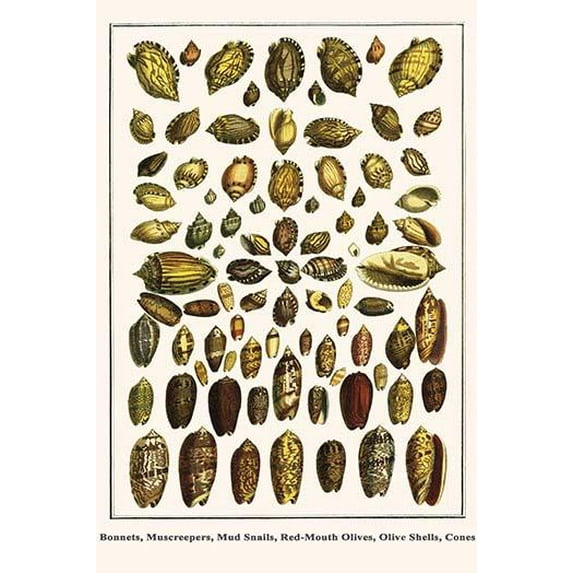 Bonnets, Muscreepers, Mud Snails, Red-Mouth Olives, Olive Shells, Cones-Fine Art Canvas Print (20" x 30")