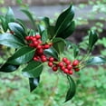 thumbnail image 2 of 1 gal. Live Shrub Holly Pyramidalis, 2 of 9