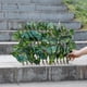 thumbnail image 4 of Valla de Setos Artificiales Seto de Hiedra Artificial Pantalla de Valla de Privacidad de Hiedra Artificial para Pantalla de Pared Jardín Al Aire Libre Decoración ANGGREK  Otros, 4 of 8