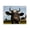 Curved-Horn Farm Cow, variant on Stupell Industries Sheep Grazing in Grass Animals & Insects Painting Black Floater Framed Canvas Art Print Wall Art, 21 x 17