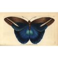thumbnail image 2 of Giant Owl Butterfly, Caligo Idomeneus Poster Print By ® Florilegius Mary Evans (24 X 18), 2 of 4