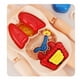 thumbnail image 3 of Juguetes de simulación de modelo de órgano humano de educación temprana para niños con partes del cuerpo extraíbles, 3 of 5