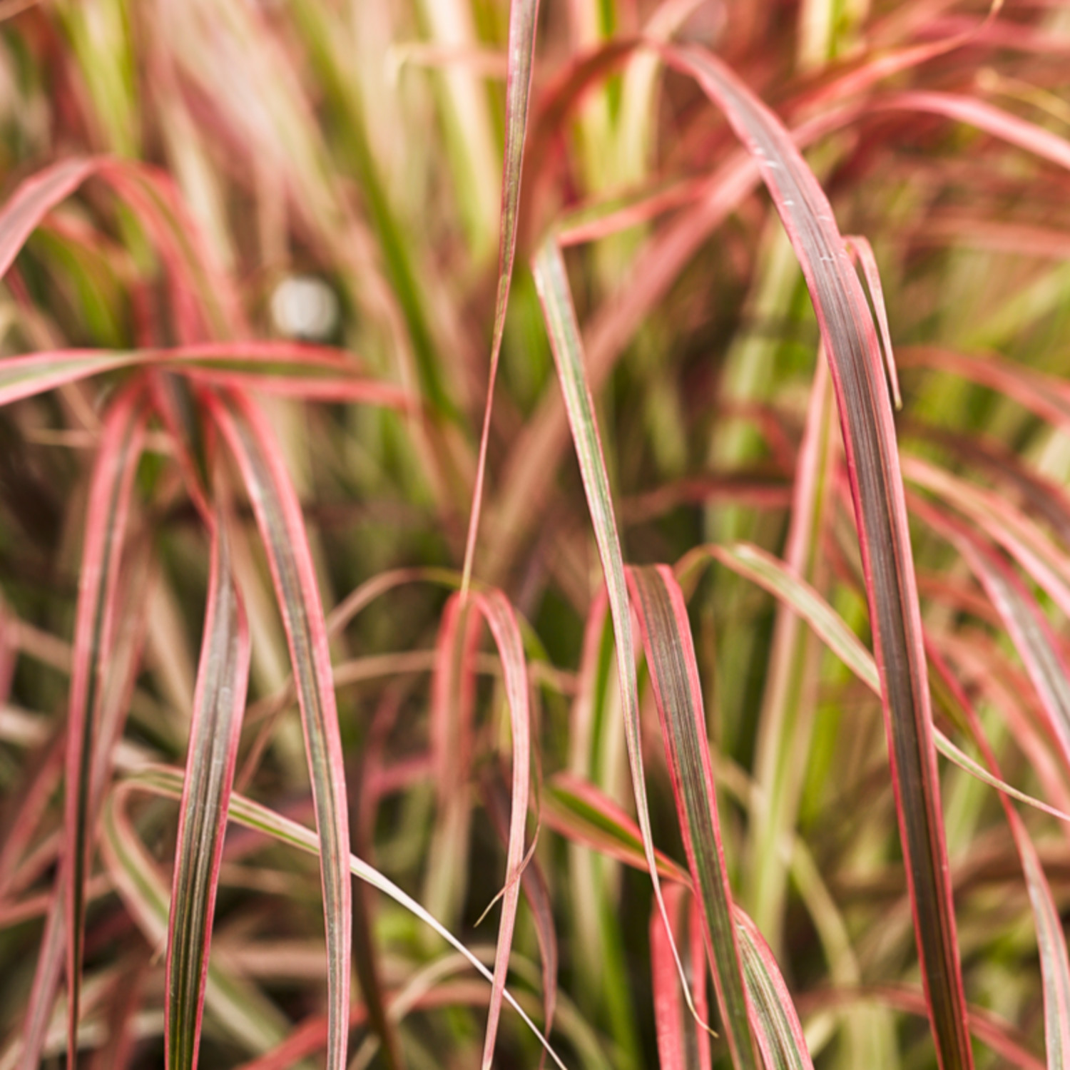 Proven Winners 5" Multicolor Graceful Grasses Fireworks Fountain Grass Live Plant in 4.5" Pot (4 Count)