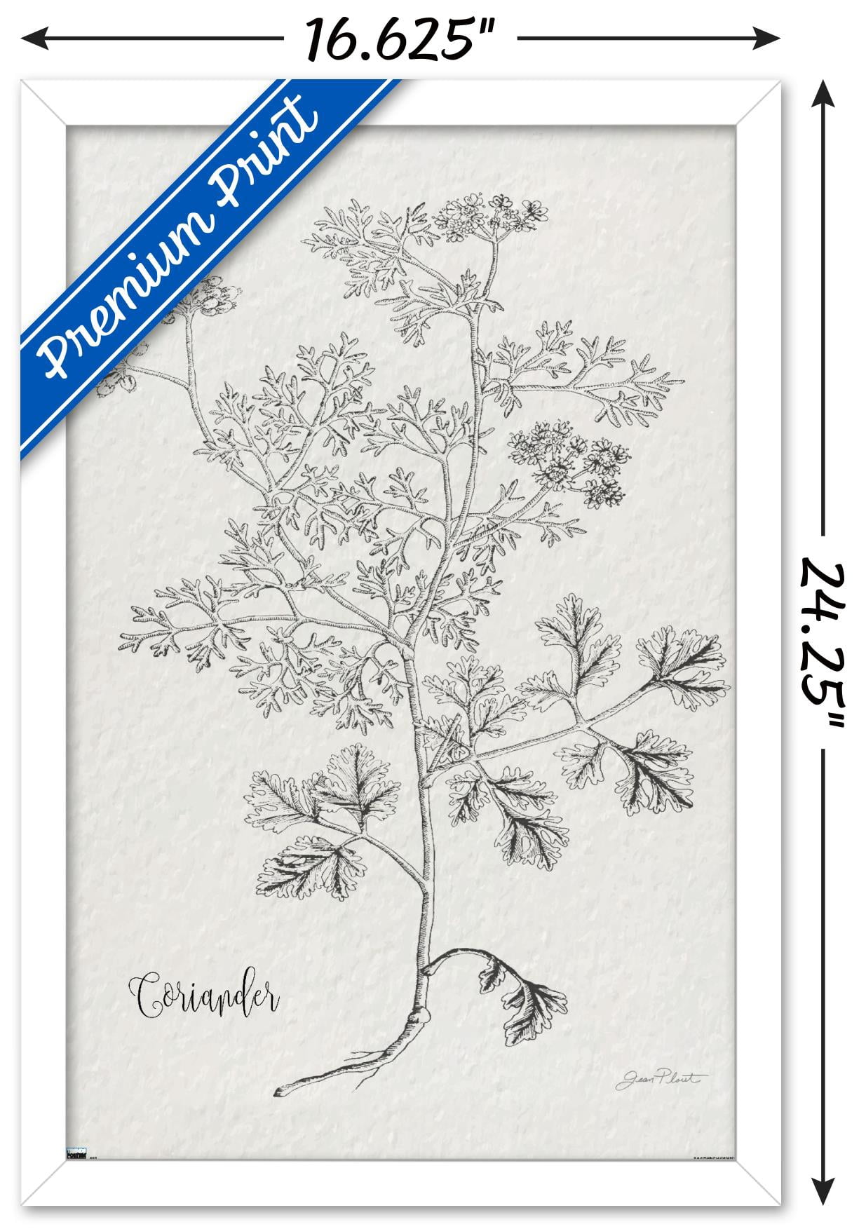 Jean Plout - Botanical Studies on Paper Coriander Wall Poster, 14.725" x 22.375" Framed