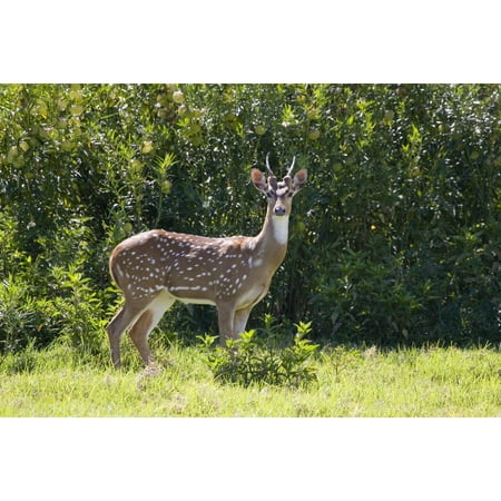 Deer Island Light - Hawaii Maui A Feral Axis Deer (Axis Axis) Standing In A Green Meadow Canvas Art - Dave Fleetham Design Pics (17 x 11)