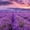 Lush Lavender Field, variant on Elephant Stock Tulips Flower Wall Art - Horizontal Canvas Wall Art - Living Room Wall Decor - Floral And Botanical Canvas - Green And Orange Decor - 51" x 34"