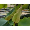 thumbnail image 2 of 5 Rare Seeds| Song Of The Moon Lotus Seeds - Indian Lotus (Nelumbo nucifera) Seeds - Flower Seeds - B3G1 #Q030, 2 of 5