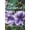 army green, variant on The Garden of Light and Wings, (Paperback)
