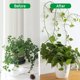 thumbnail image 3 of Paquete de 100 soportes para plantas trepadoras montados en la pared - 3 tamaños - Ganchos autoadhesivos - Fijación invisible - Clips de fijación para vegetales (100 clips blancos) Rojo Verde Cocina, Decoración y Otros, 3 of 5