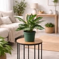thumbnail image 4 of Aglaonema Silver Bay Live Indoor Plant in 6 Inch Pot, Chinese Evergreen Houseplant, Easy Care Low Light Tropical Plant for Home and Office, 4 of 5