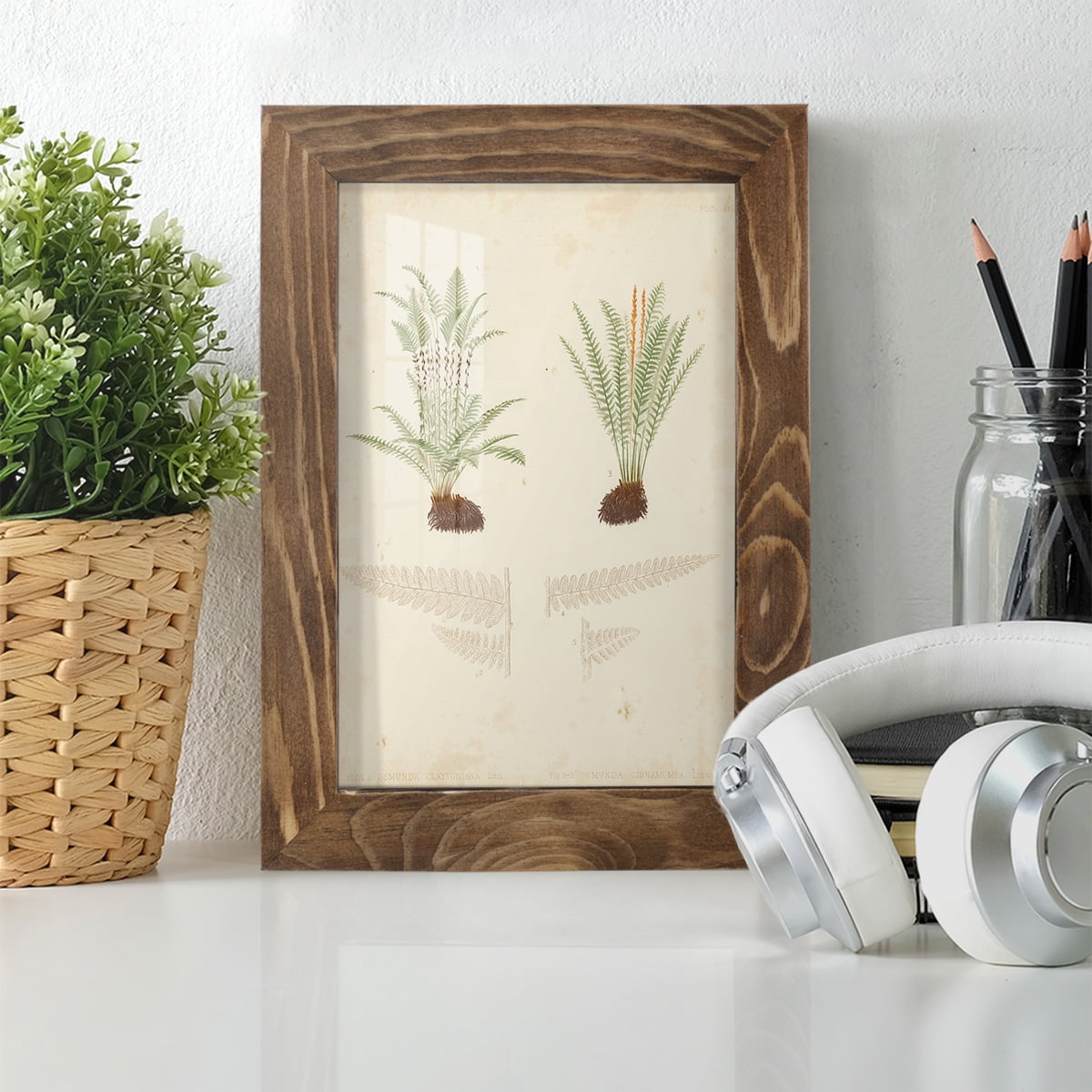 Fern Study III -Framed Print w/glass-Walnut