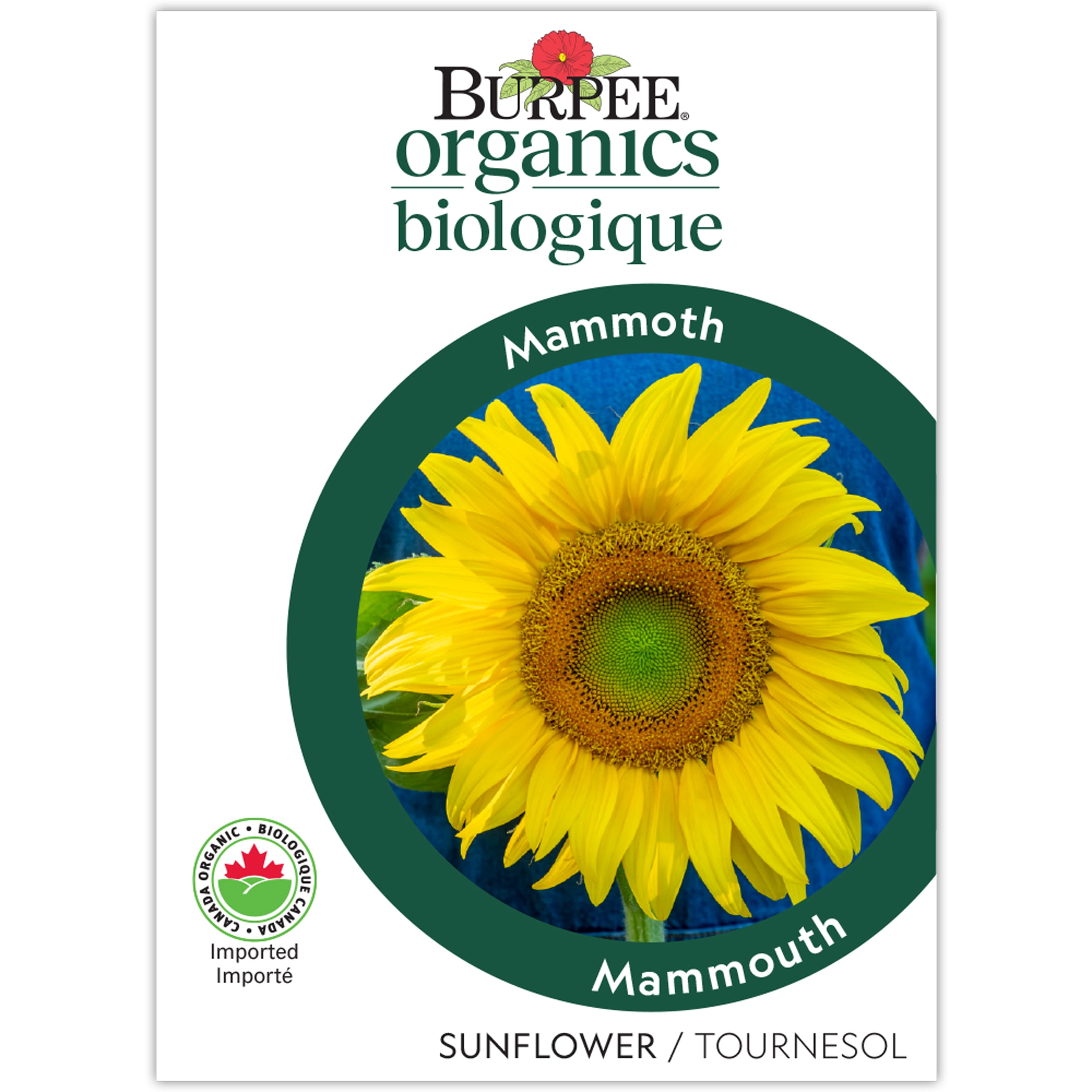 Burpee Mammoth Org - Tournesol