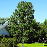 Brighter Blooms - Quaking Aspen Tree, 6-7 ft. - No Shipping to AK, AZ, HI