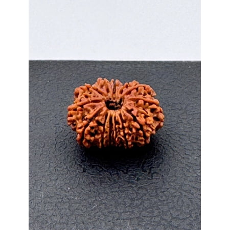 Navratan Gems Certified Nepali Rudraksha - Natural 13-Face Bead for Growth and Prosperity - Size 20-30mm (With Sliver Cap)