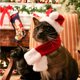 thumbnail image 5 of Bearachild Conjunto de gorro y bufanda de Navidad para mascotas Disfraz de Navidad para mascotas Accesorios para mascotas Kits de decoración para fiestas Bearachild HA029820-00, 5 of 5