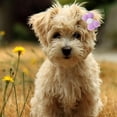 thumbnail image 5 of 20 piezas pasadores para el pelo con lazo pequeño para perros y cachorros, pinzas para el pelo para perros con flores, 5 of 5