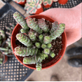 thumbnail image 3 of Crassula 'Baby's Necklace' Succulent Live Plant 2 Inch for Indoor Outdoor Home Office Garden Decor, 3 of 6