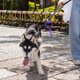 thumbnail image 1 of WHAMVOX Clip Porta Bolsas Para Desechos De Perro En Material ABS Y Duradero Color, 1 of 8