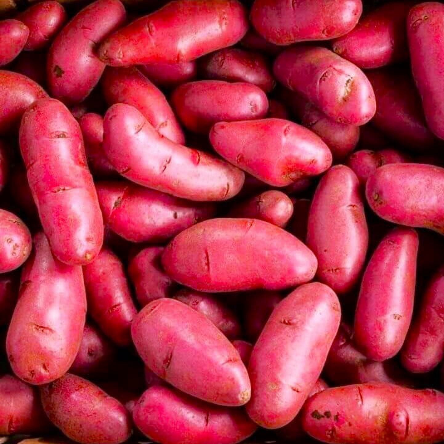 TomorrowSeeds - Red French Fingerling Seed Potatoes - USDA Certified for Growers Red Gold New Potato Bulb For Planting Vegetable Seeds 2025 - 15 Pounds