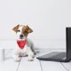thumbnail image 5 of Juego de 4 collares tipo bandana para perros con hebilla ajustable - Para perros y gatos pequeños - Talla L, 5 of 5