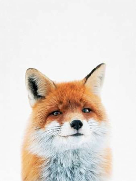 Fox Canvas Art - Ta