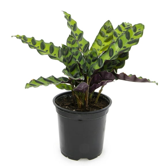 ELEMENT BY ALTMAN PLANTS 4.25" Calathea Plant Live Prayer Plant Live Indoor Plant, Calathea Live Plant Live House Plant Live Plants Indoor, Live Indoor Plants Live Houseplants Live Prayer Plants Live
