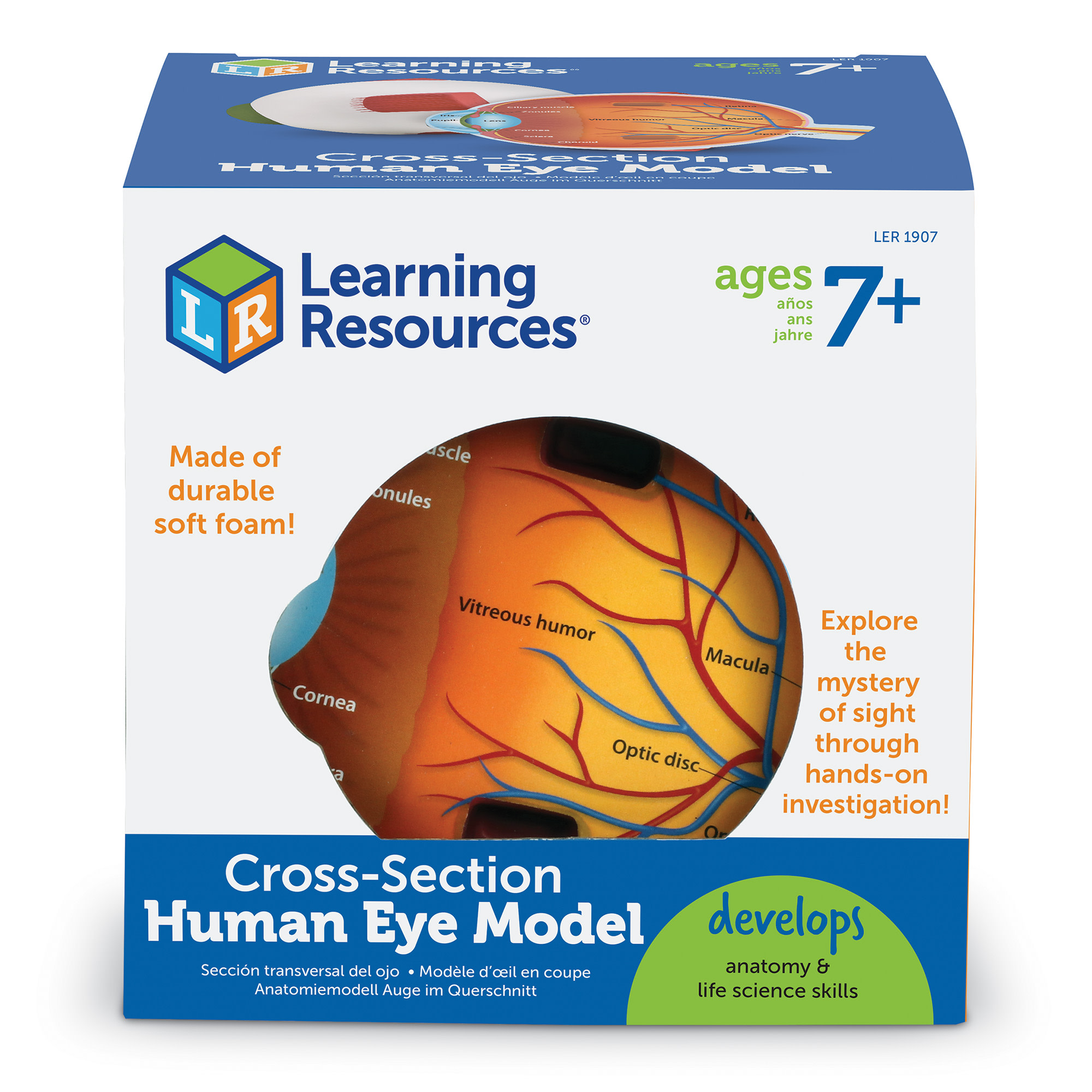 Learning Resources Soft Foam Cross-Section Eye Model, Science Set for Kids, Ages 7+