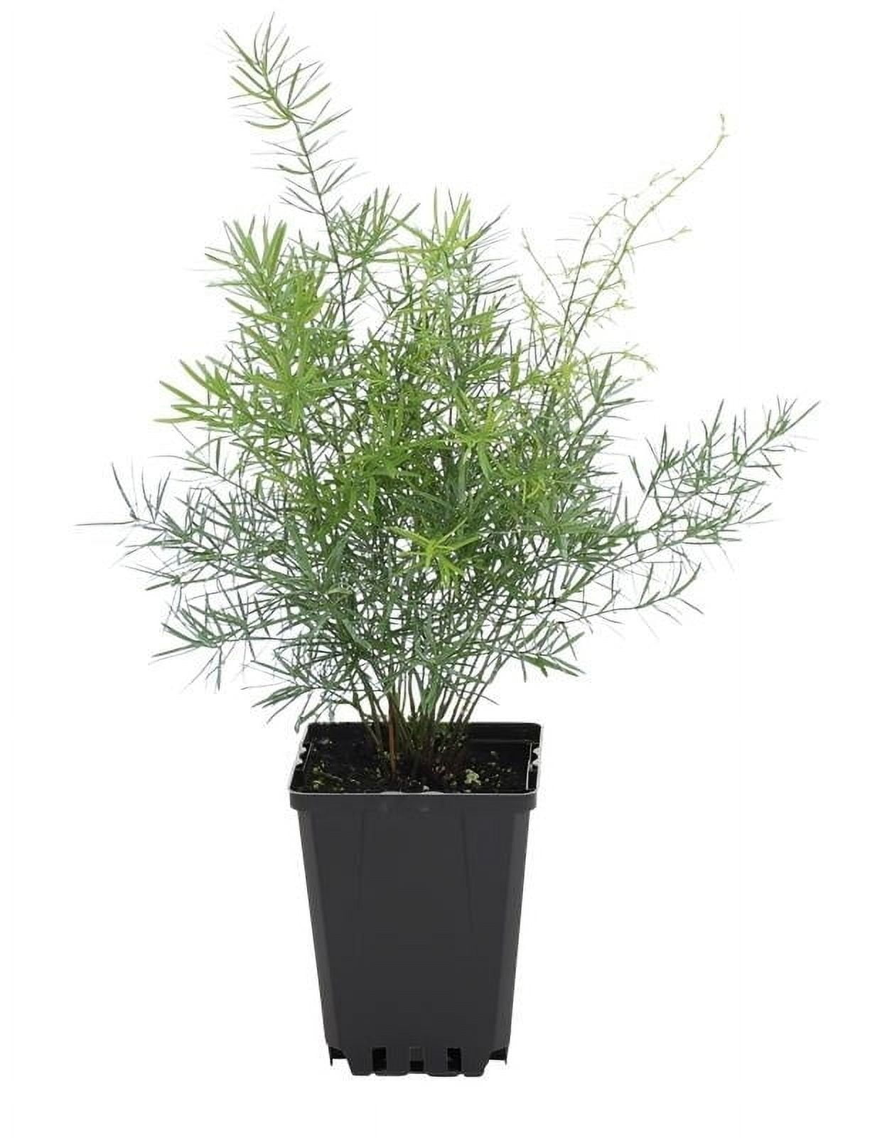 Expert Gardener 1PT Green Springerii Fern Live Annual Plant Sun 6-Pack