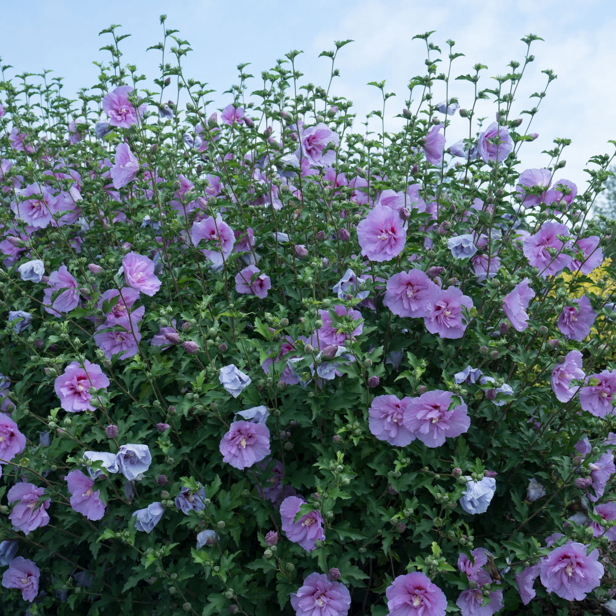 Proven Winners ColorChoice 5" Blue Chiffon Rose of Sharon Live Plant in 4.5" Pot (4 Count)