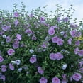 thumbnail image 4 of Proven Winners ColorChoice 6" Blue Chiffon Rose of Sharon Live Plant in 7.5" Pot, 4 of 8