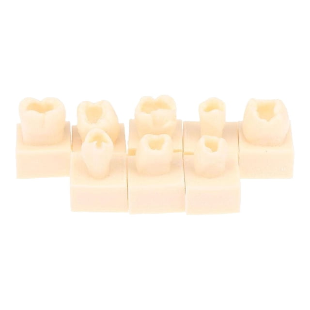 8 Piezas de Modelo de Dientes de Resina, Suministros Educativos, Modelo de Práctica para La Enseñanza Y El Estudio.