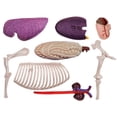 thumbnail image 4 of Modelo de AnatomíA de óRganos de Animales Juguete de Ensamblaje de Inteligencia de Caballo 4D Modelo de AnatomíA para EnseñAnza, Aparatos de Ciencia Populares DIY, 4 of 5