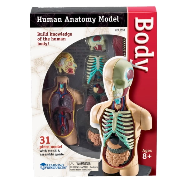Learning Resources® Human Body Anatomy Model, 31 Pieces