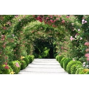 Seedville 5 Pink Climbing Rose Flower Seeds, Fragrant Butterfly Attracting Blooms