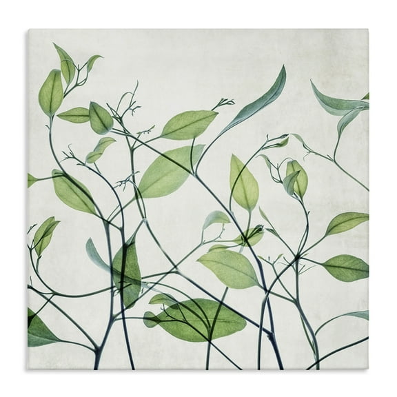 Stupell Industries Modern Vine Pattern Botanical & Floral Painting Gallery Wrapped Canvas Art Print Wall Art, 17 x 17