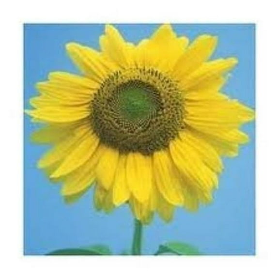 Sunflower Mammoth Large Gray Stripe Nice Garden Flower By Seed Kingdom 25 Seeds