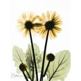 thumbnail image 2 of Koetsier, Albert 12x14 Black Ornate Wood Framed with Double Matting Museum Art Print Titled - Gerbera in Color 2, 2 of 4