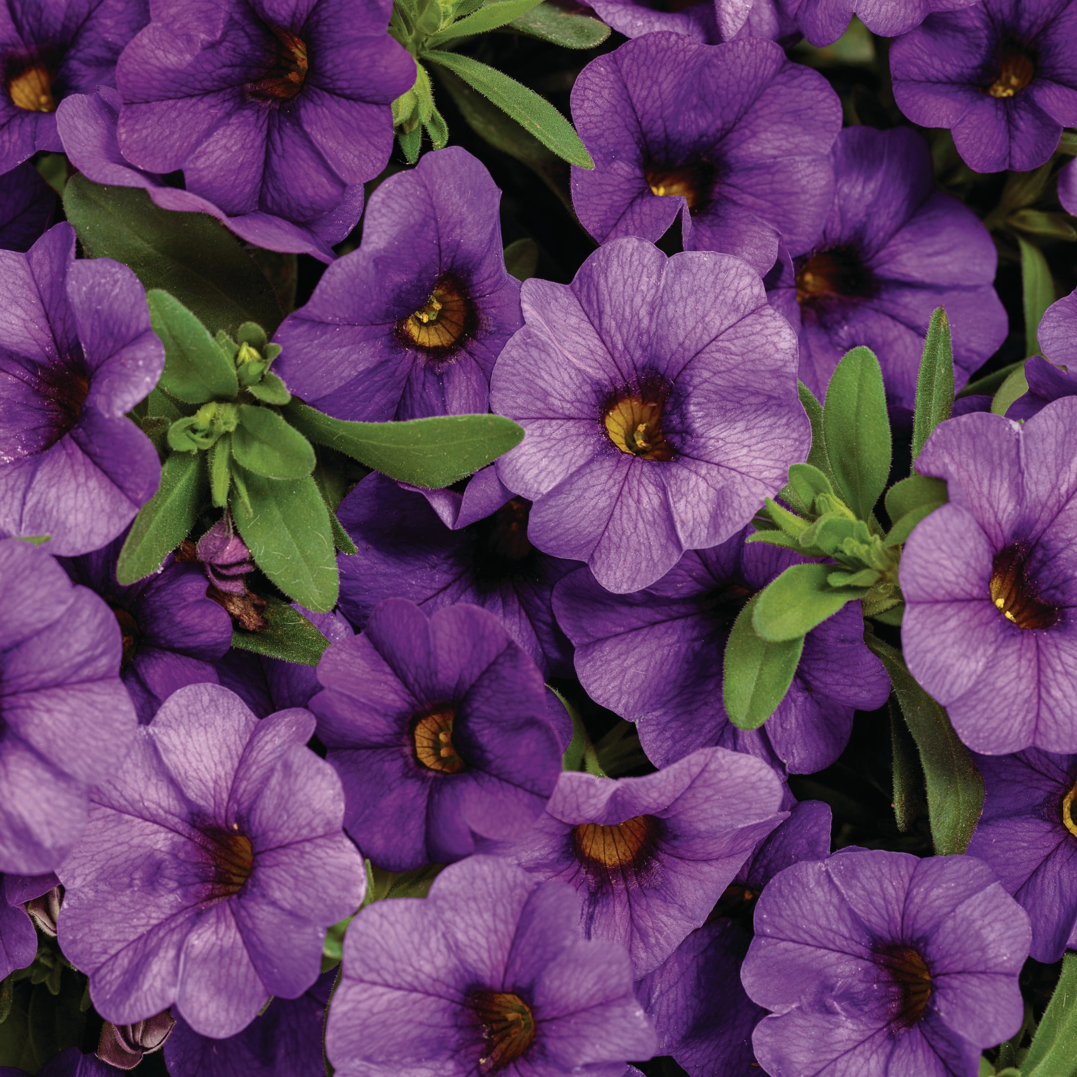 Proven Winners 4" Superbells Blue Calibrachoa Live Plant in 4.25" Pot (4 Count)