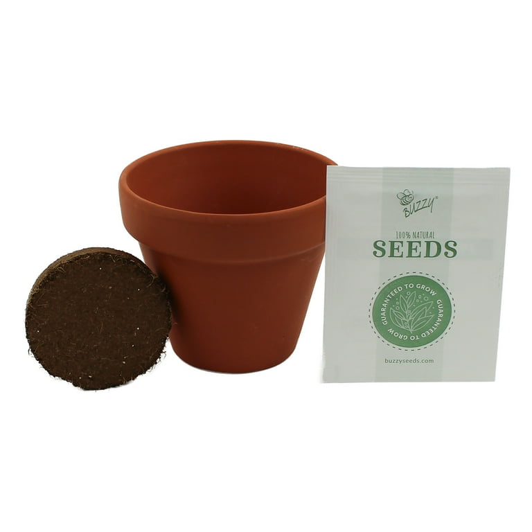 野菜 Daisy Buzzy Daisy Flower Grow Kit Mini Terracotta Pot Item 97716