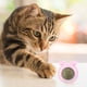 thumbnail image 1 of Juguete de bolas de hierba gatera de plástico para gatos Suministros para mascotas con forma de cabeza de perro reemplazable (rosa), 1 of 6