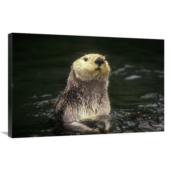 24 x 36 in. Sea Otter Portrait, Pacific Coast, North America Art Print - Gerry Ellis