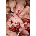 thumbnail image 2 of Millet, Karyn 13x18 Gold Ornate Wood Framed with Double Matting Museum Art Print Titled - Orchid I, 2 of 4