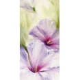 thumbnail image 2 of Schmucker, Annette 11x18 White Modern Wood Framed Museum Art Print Titled - Hibiscus, 2 of 4