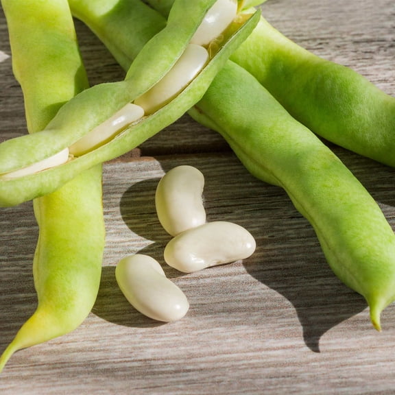 Henderson Lima Bean Seeds - 25 Lb Bulk ~32,000 Seeds - Non-GMO, Heirloom - Vegetable Garden Seeds - Also Called: Madagascar, Paiga Civet Beans
