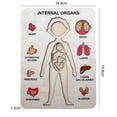thumbnail image 6 of Wooden Puzzle Reusable Smooth Surface Bright Color Human Anatomy Jigsaw Early Education Toys for Daily Entertainment, 6 of 7
